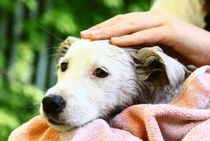 بیمه درمان برای حیوان خانگی