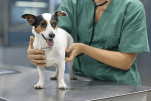 بیمه درمان حیوانات خانگی چیست