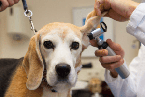 شرکت های ارائه خدمات بیمه درمان حیوان های خانگی