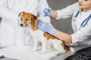 پوشش بیمه درمان حیوانات خانگی