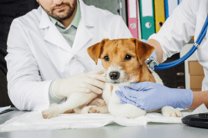 پوشش های بیمه درمان حیوانات خانگی